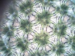 ビー玉万華鏡 さこん作