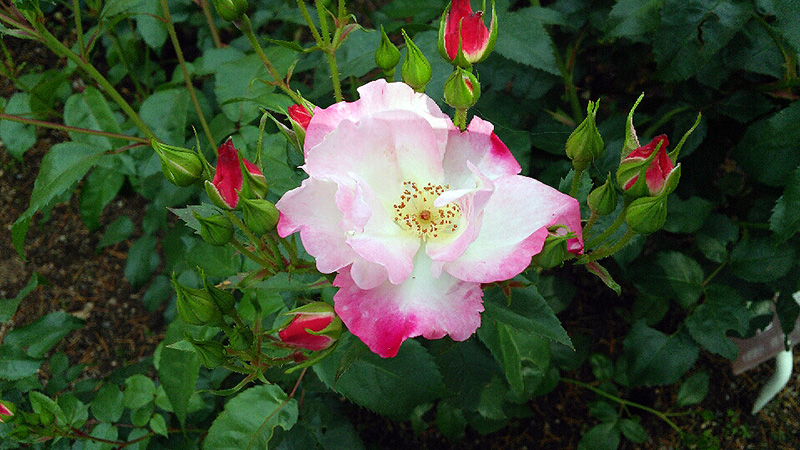 植物園にて 5.17